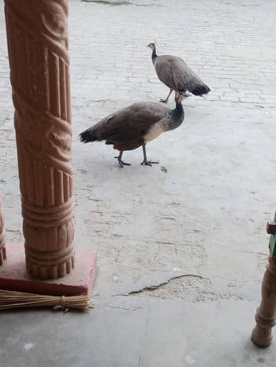 Indian Blue Peafowl Female (Morni) for Sale