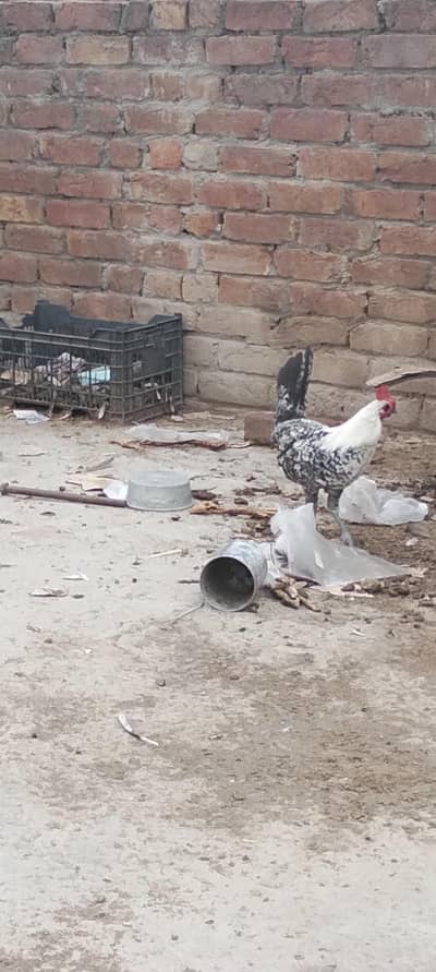 Egyptian fayoumi male