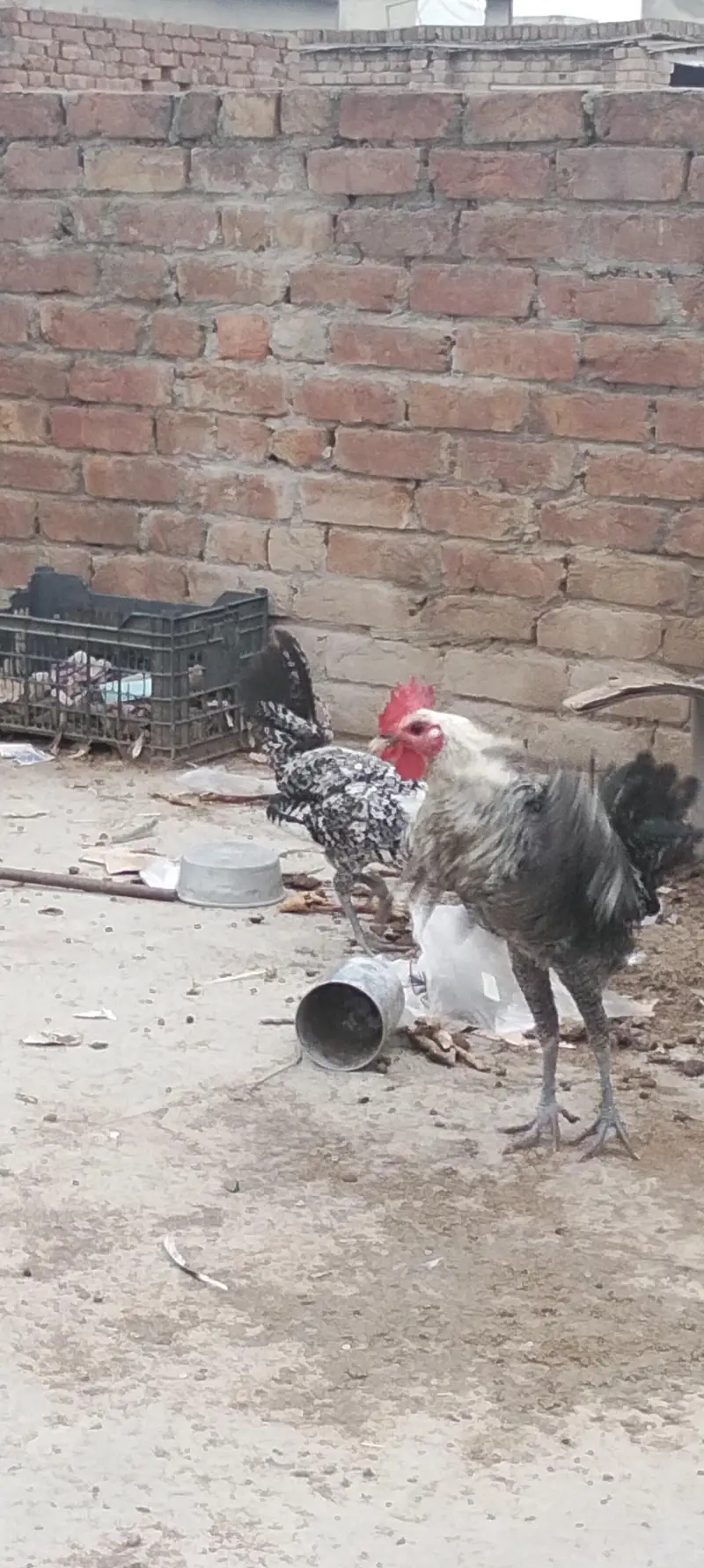 Egyptian fayoumi male — photo 2