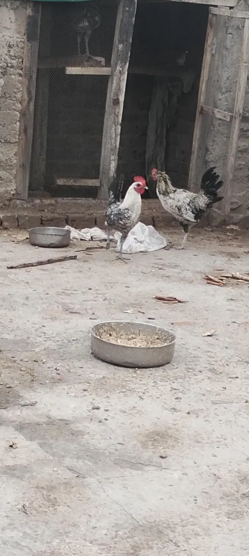 Egyptian fayoumi male — photo 3