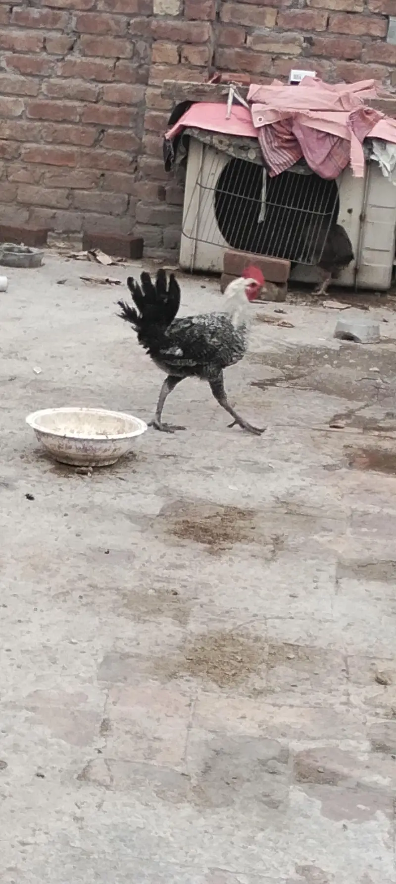 Egyptian fayoumi male — photo 4