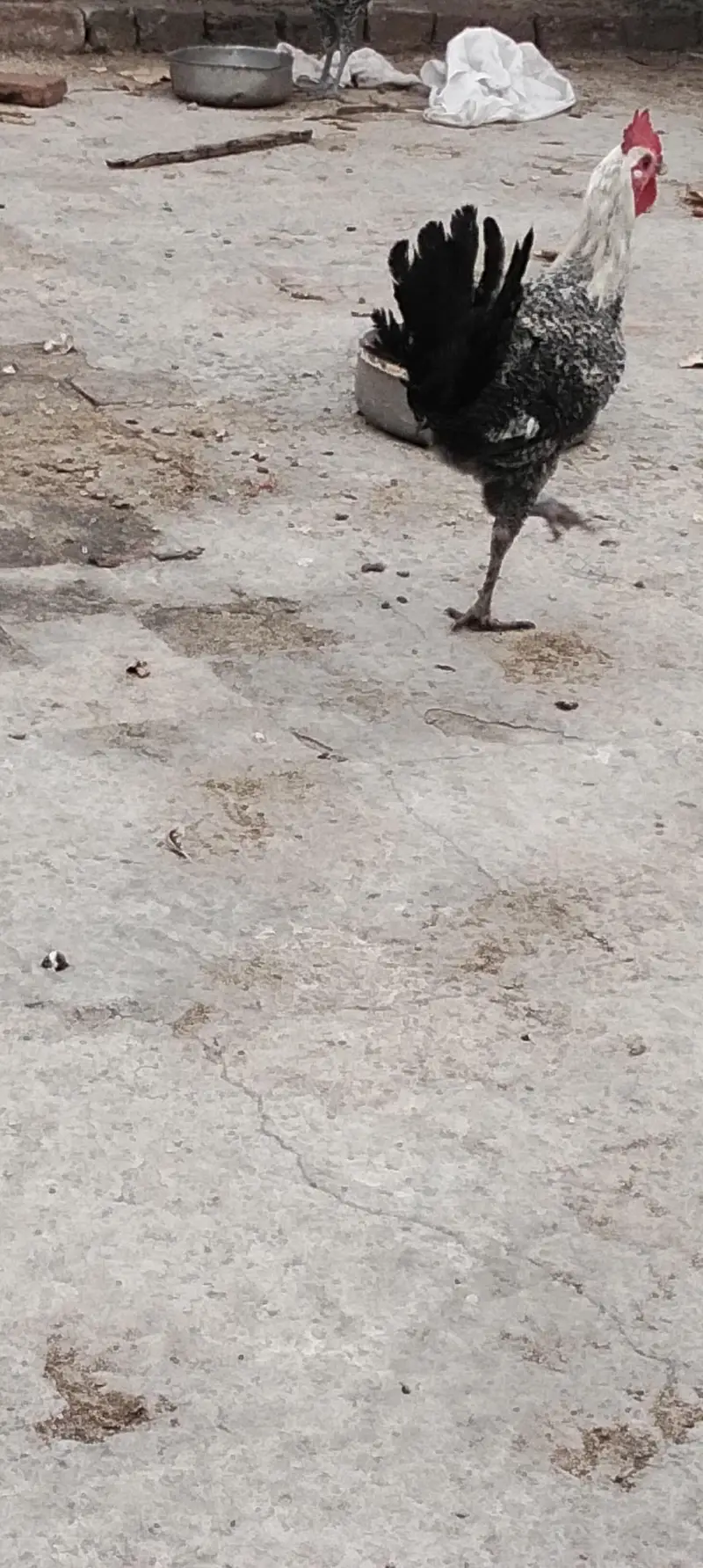 Egyptian fayoumi male — photo 5