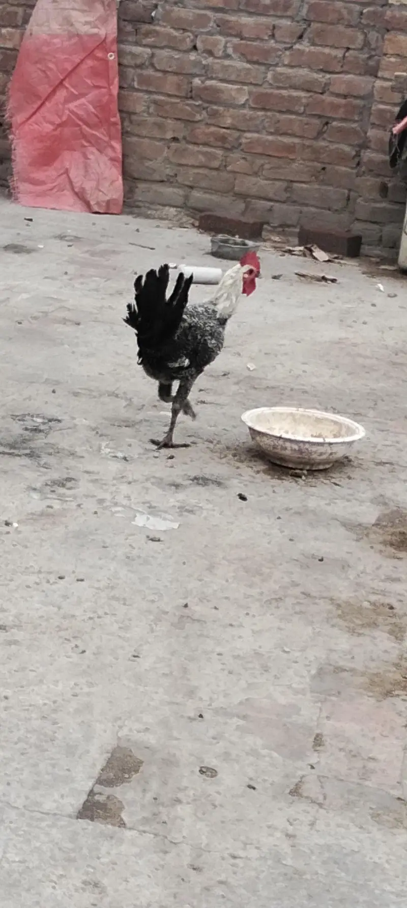 Egyptian fayoumi male — photo 7