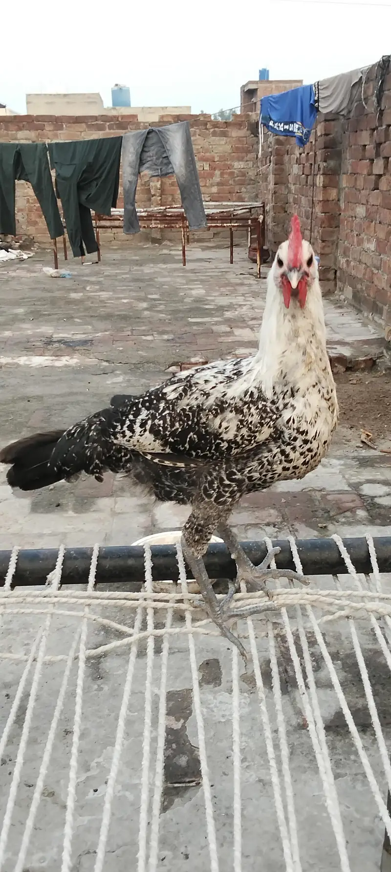 Egyptian fayoumi male — photo 9