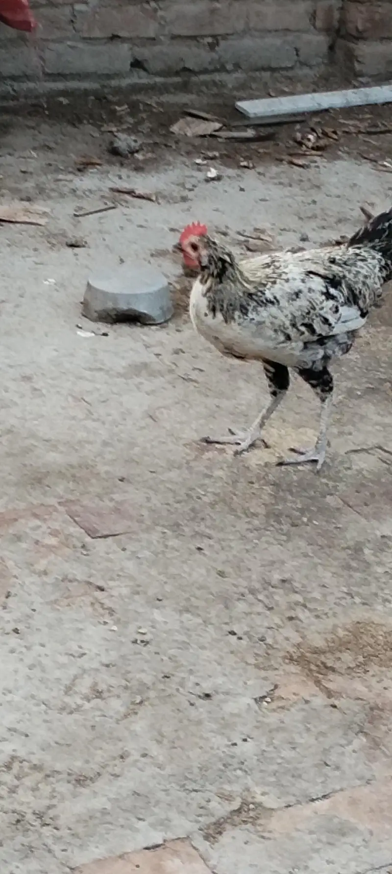 Egyptian fayoumi male — photo 10