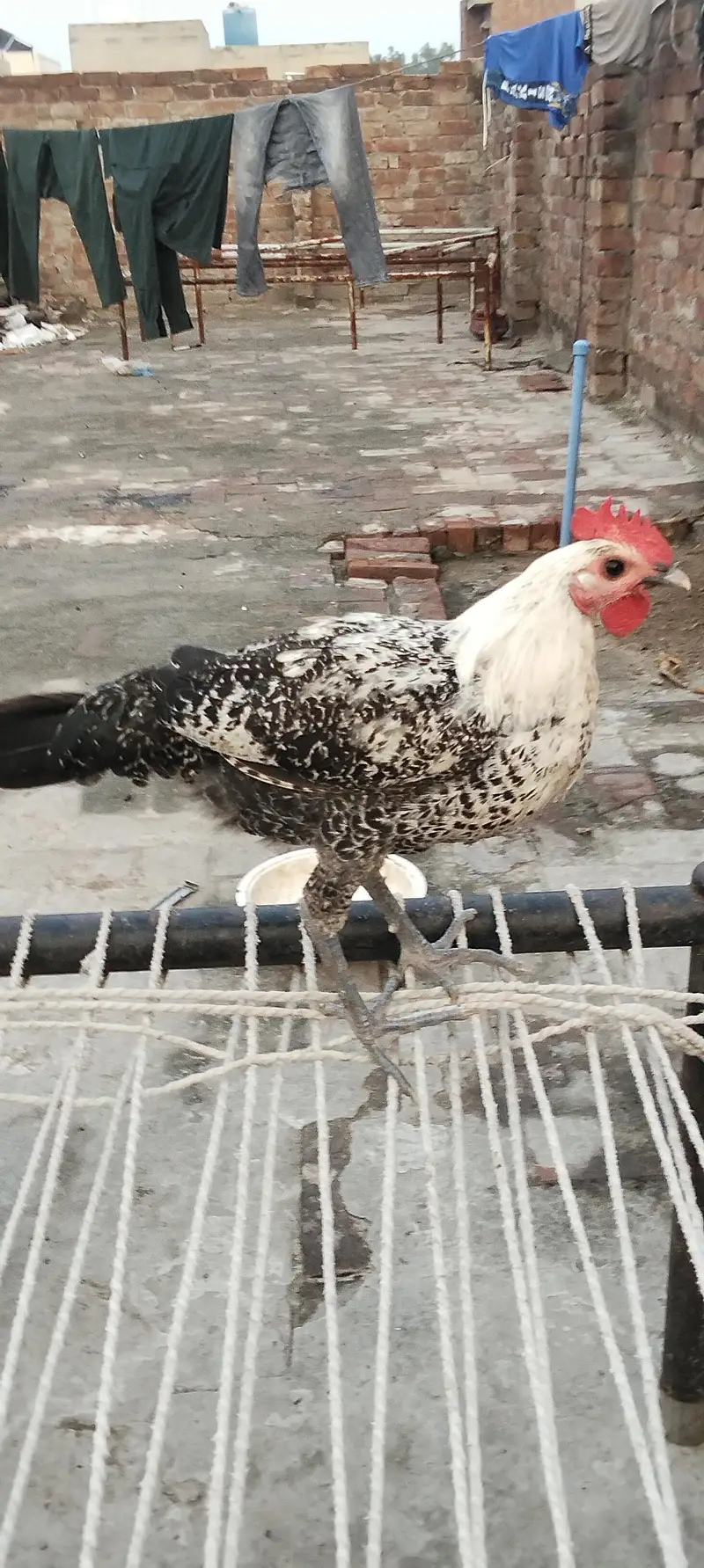 Egyptian fayoumi male — photo 11
