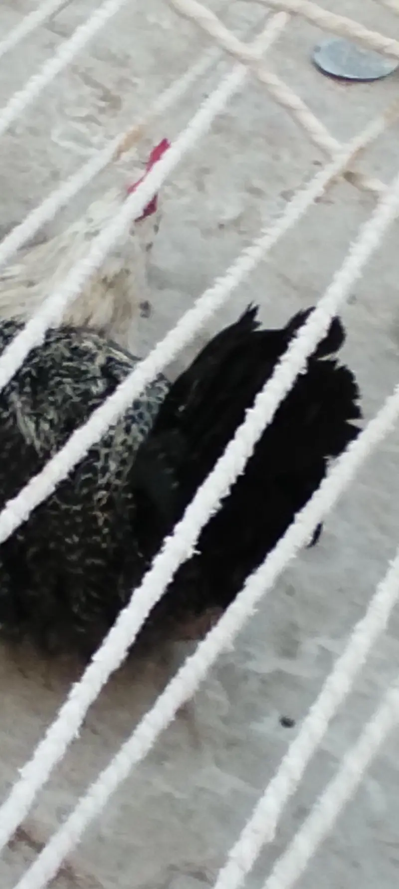 Egyptian fayoumi male — photo 12