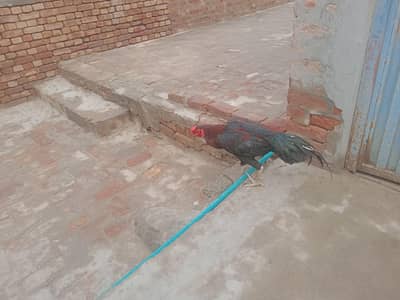 pour aseel pair for sale in Pirmahal