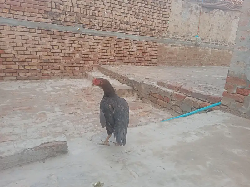 pour aseel pair for sale in Pirmahal — photo 3