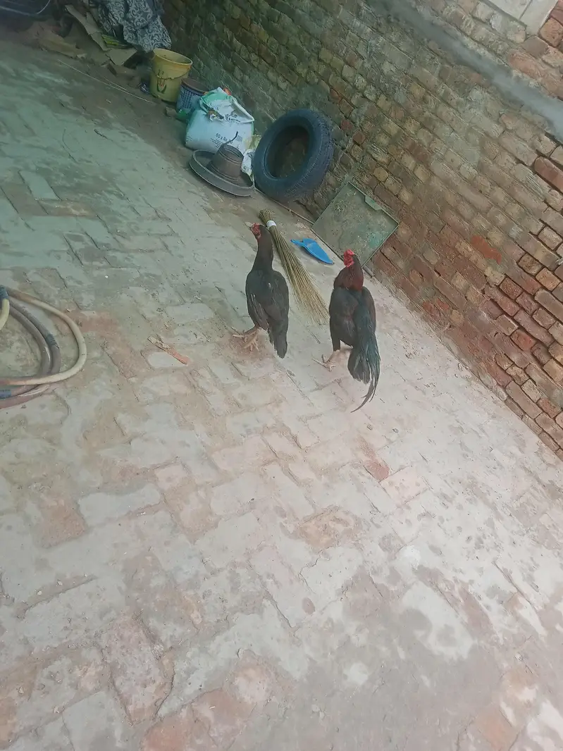 pour aseel pair for sale in Pirmahal — photo 4