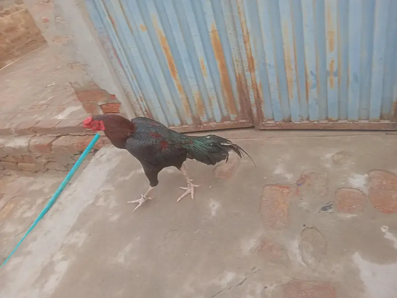 pour aseel pair for sale in Pirmahal — photo 5