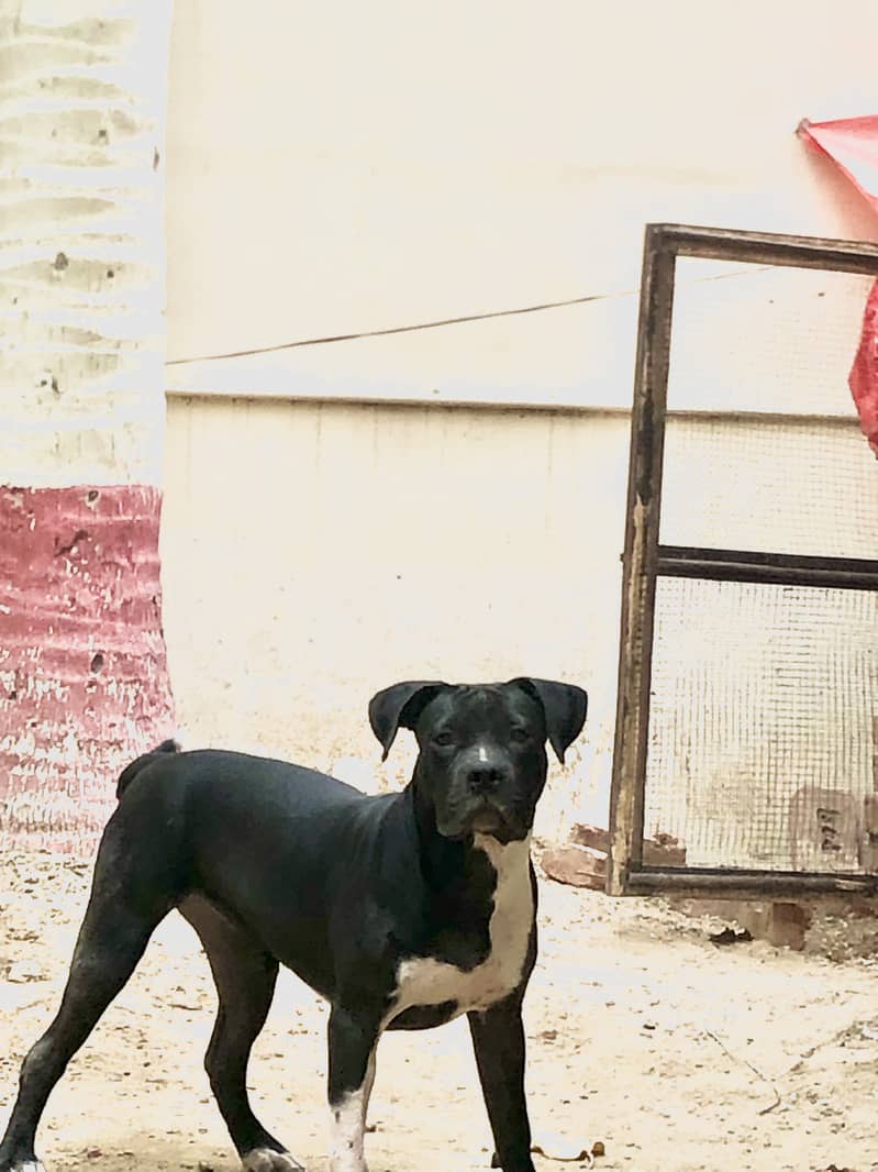 American bully 0