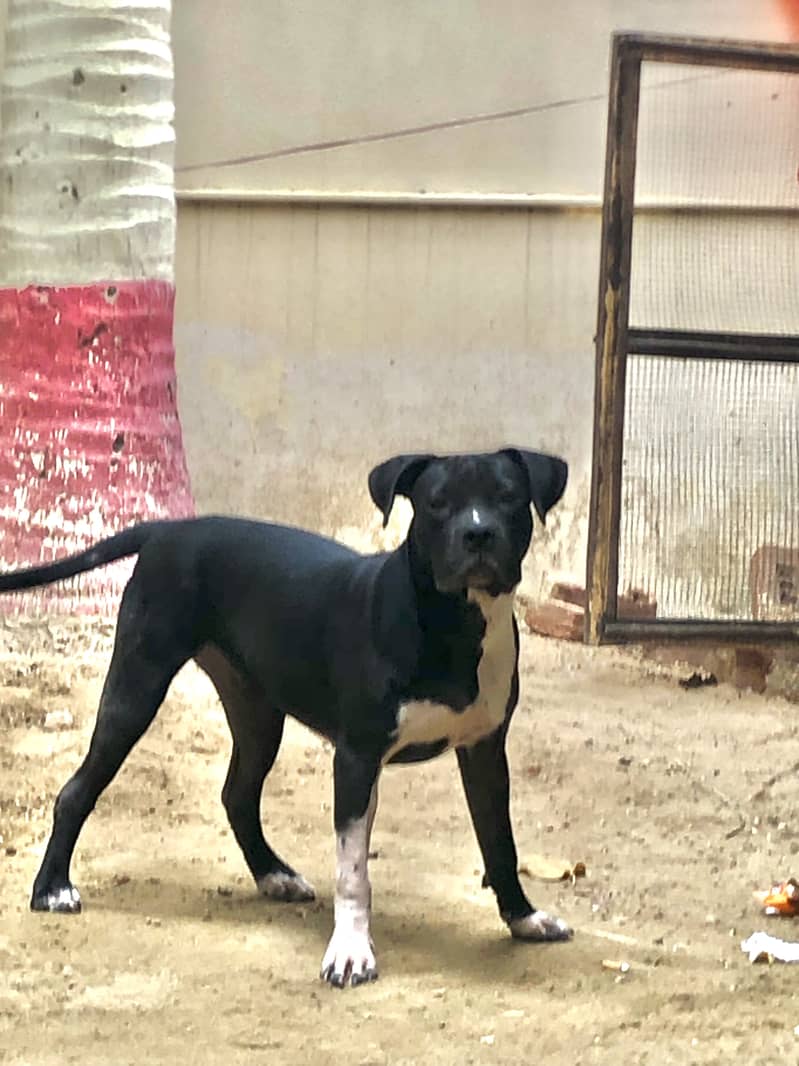 American bully 1