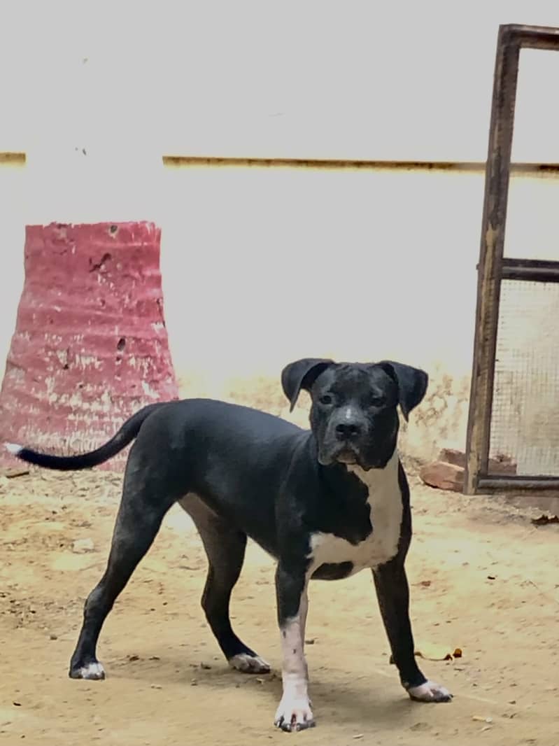 American bully 2