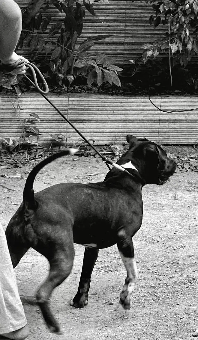 American bully — photo 4
