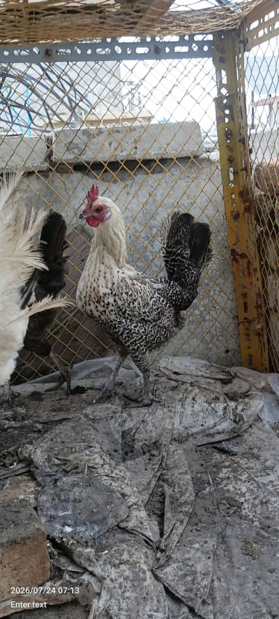 5 Desi Murghian 1 murgha