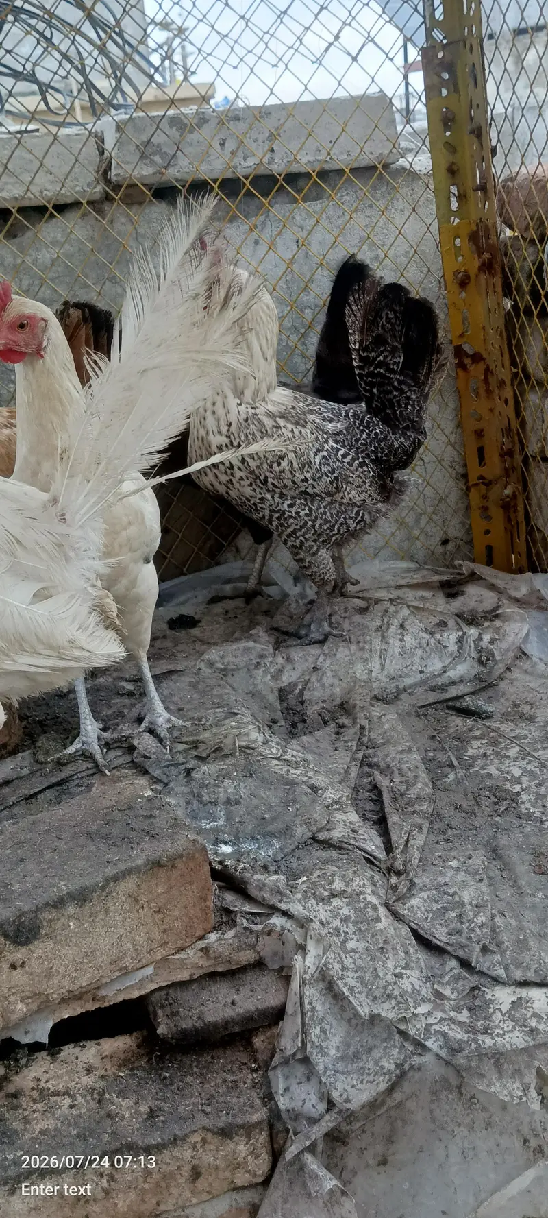 5 Desi Murghian 1 murgha — photo 3