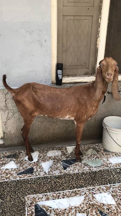 Mashallah Half kg milk hai