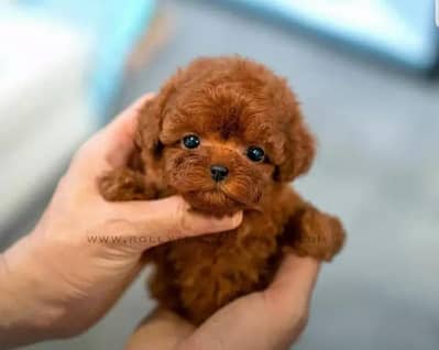 Maltipoo Pomeranian SHIHTZU labrador Doberman husky Rottweiler poodle