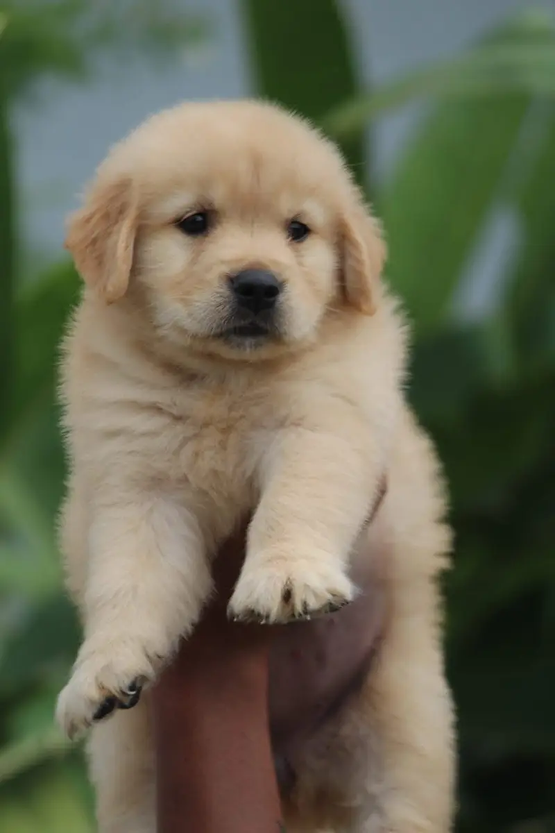 Maltipoo Pomeranian SHIHTZU labrador Doberman husky Rottweiler poodle — photo 2