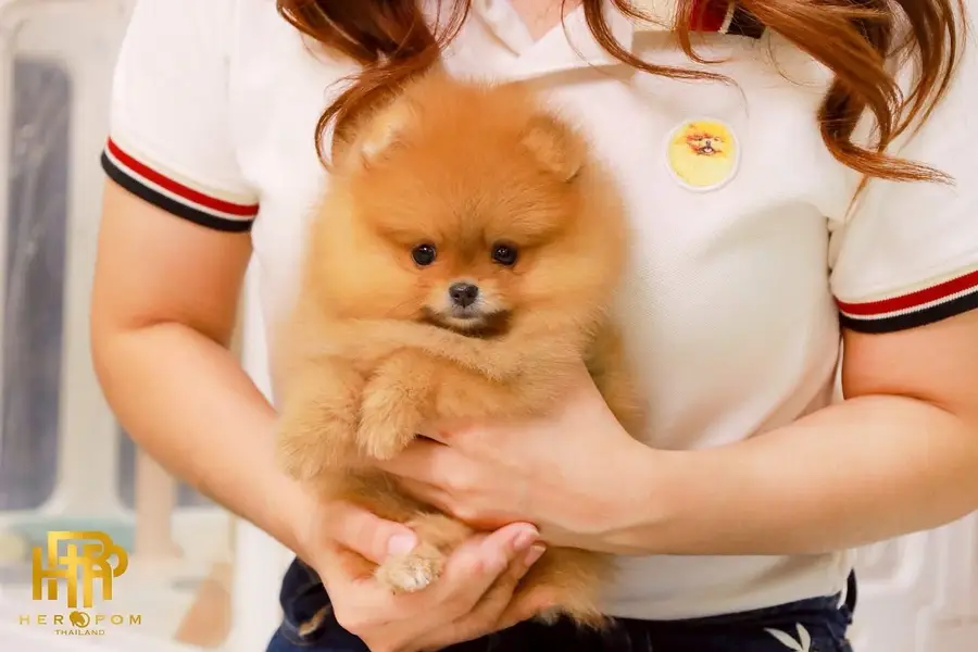 Maltipoo Pomeranian SHIHTZU labrador Doberman husky Rottweiler poodle — photo 3