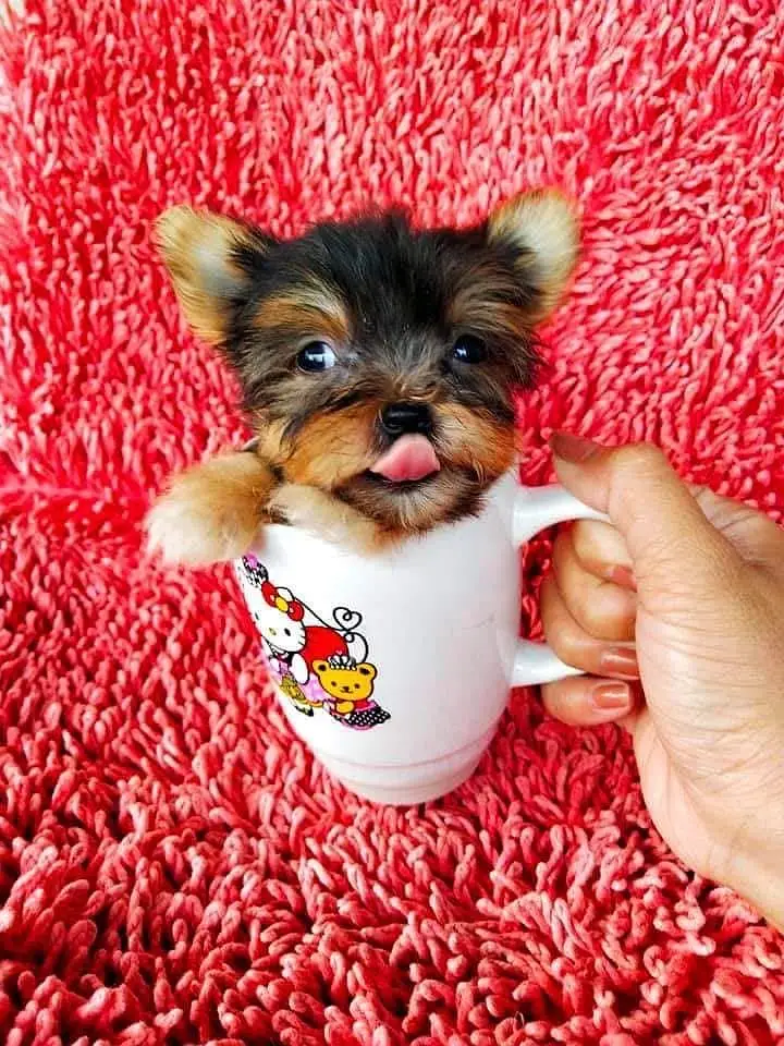 Maltipoo Pomeranian SHIHTZU labrador Doberman husky Rottweiler poodle — photo 5