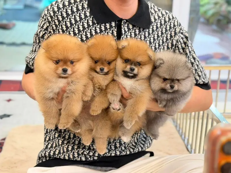 Maltipoo Pomeranian SHIHTZU labrador Doberman husky Rottweiler poodle — photo 6