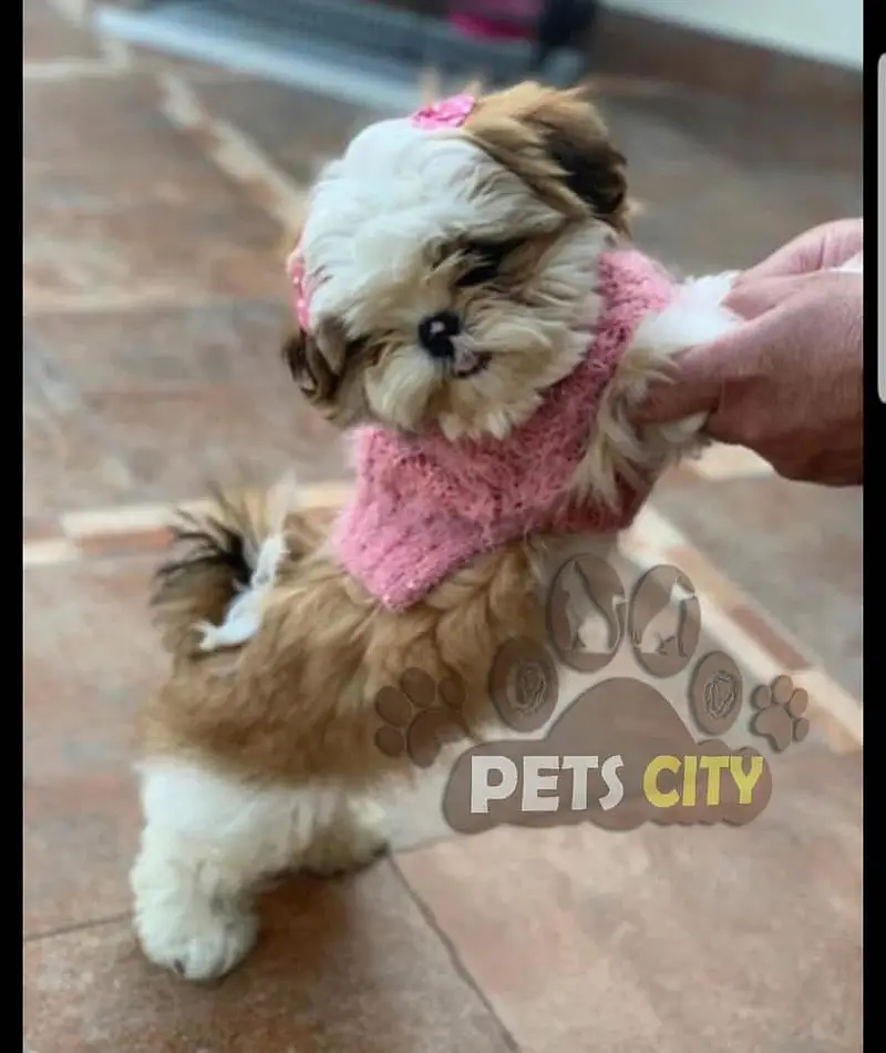 Maltipoo Pomeranian SHIHTZU labrador Doberman husky Rottweiler poodle — photo 7