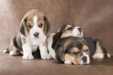 Maltipoo Pomeranian SHIHTZU labrador Doberman husky Rottweiler poodle — photo 11