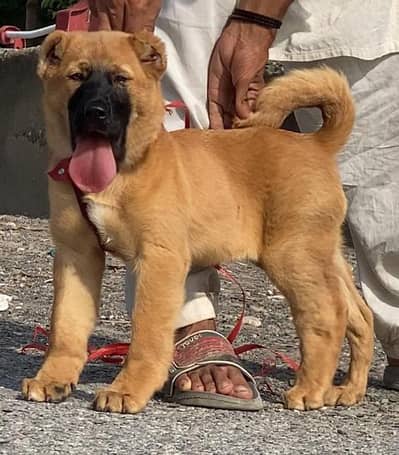 Turkish kangal male for sale full security dog available