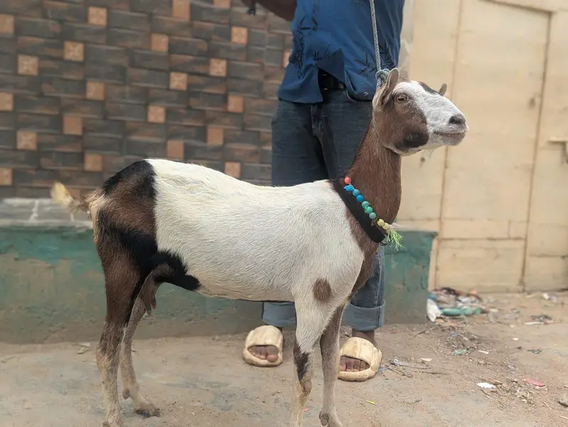 abluk teddy female — photo 5
