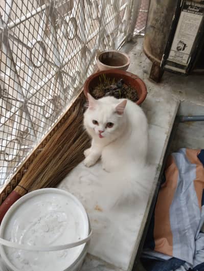 White Persian Cat/Kitten 7.5 months old