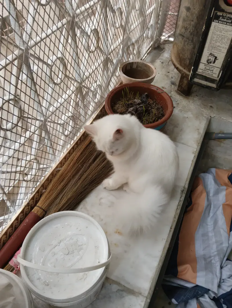 White Persian Cat/Kitten 7.5 months old — photo 2