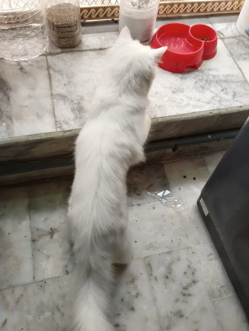 White Persian Cat/Kitten 7.5 months old — photo 3
