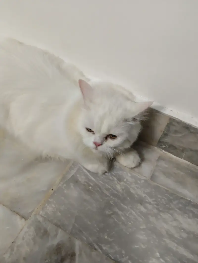 White Persian Cat/Kitten 7.5 months old — photo 4