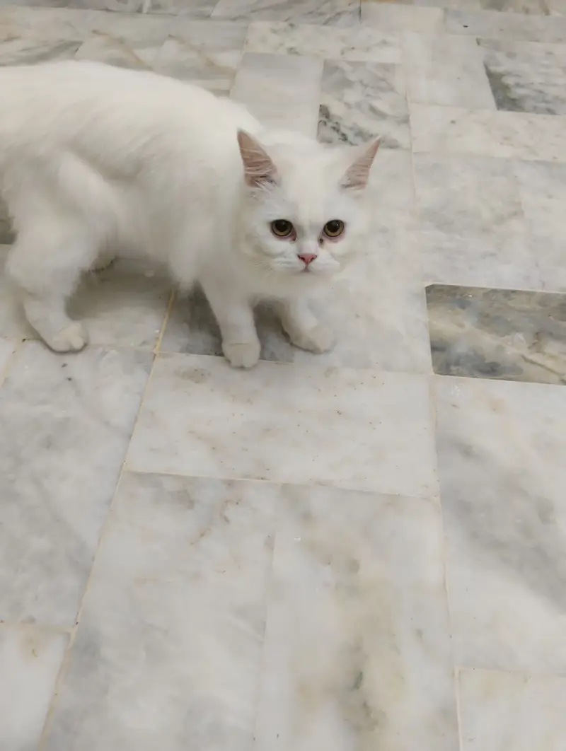 White Persian Cat/Kitten 7.5 months old — photo 5