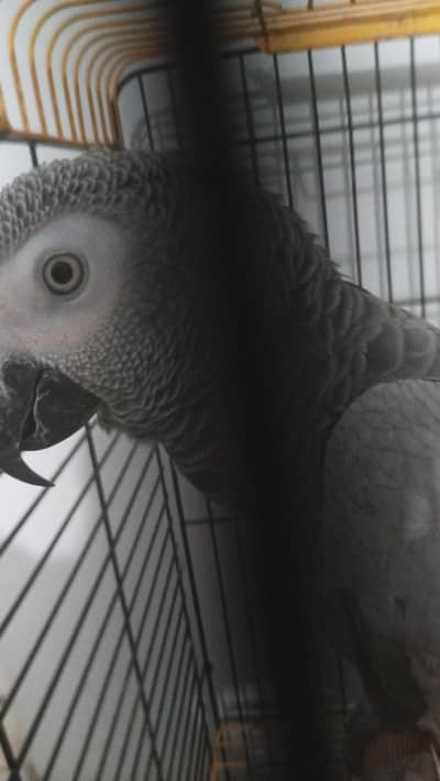 gray parrot female