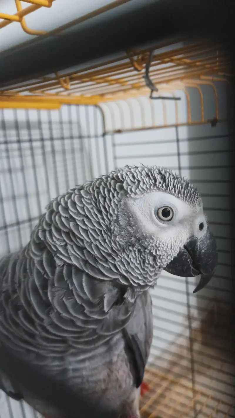 gray parrot female — photo 2