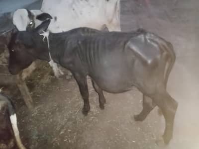 2 bashry 1 kati for sale healthy and active