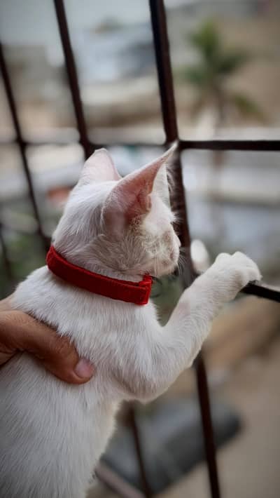 Healthy White Female Kitten for Sale