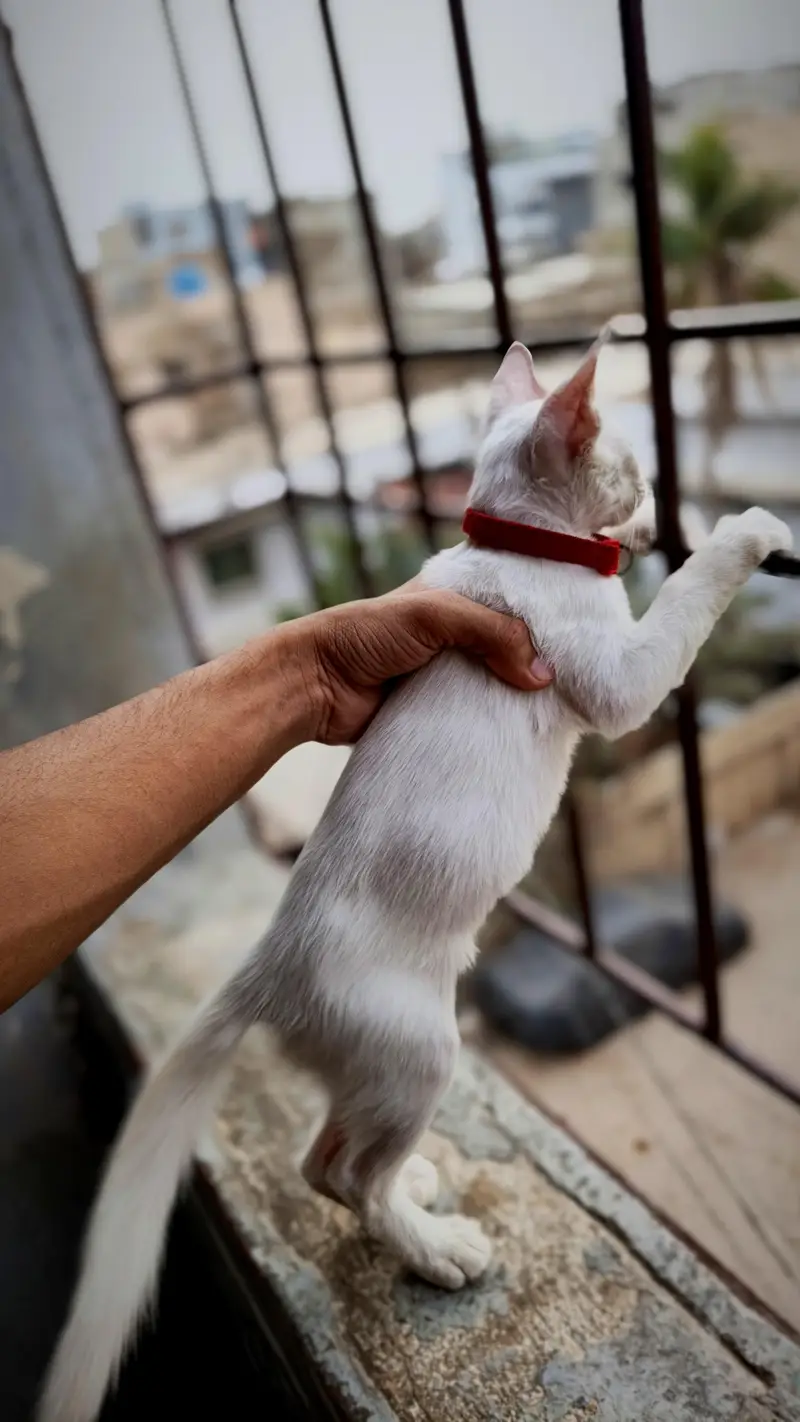 Healthy White Female Kitten for Sale — photo 2