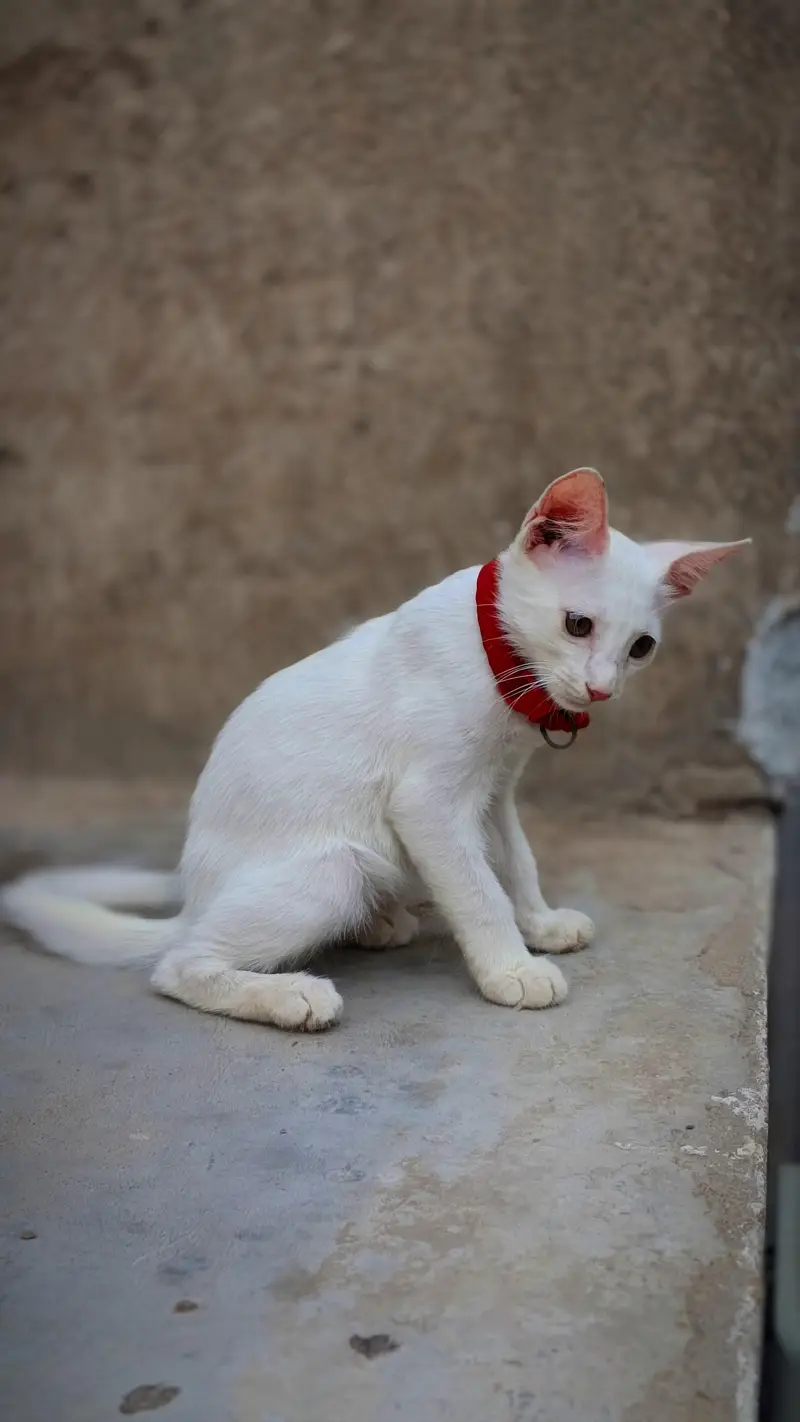 Healthy White Female Kitten for Sale — photo 3