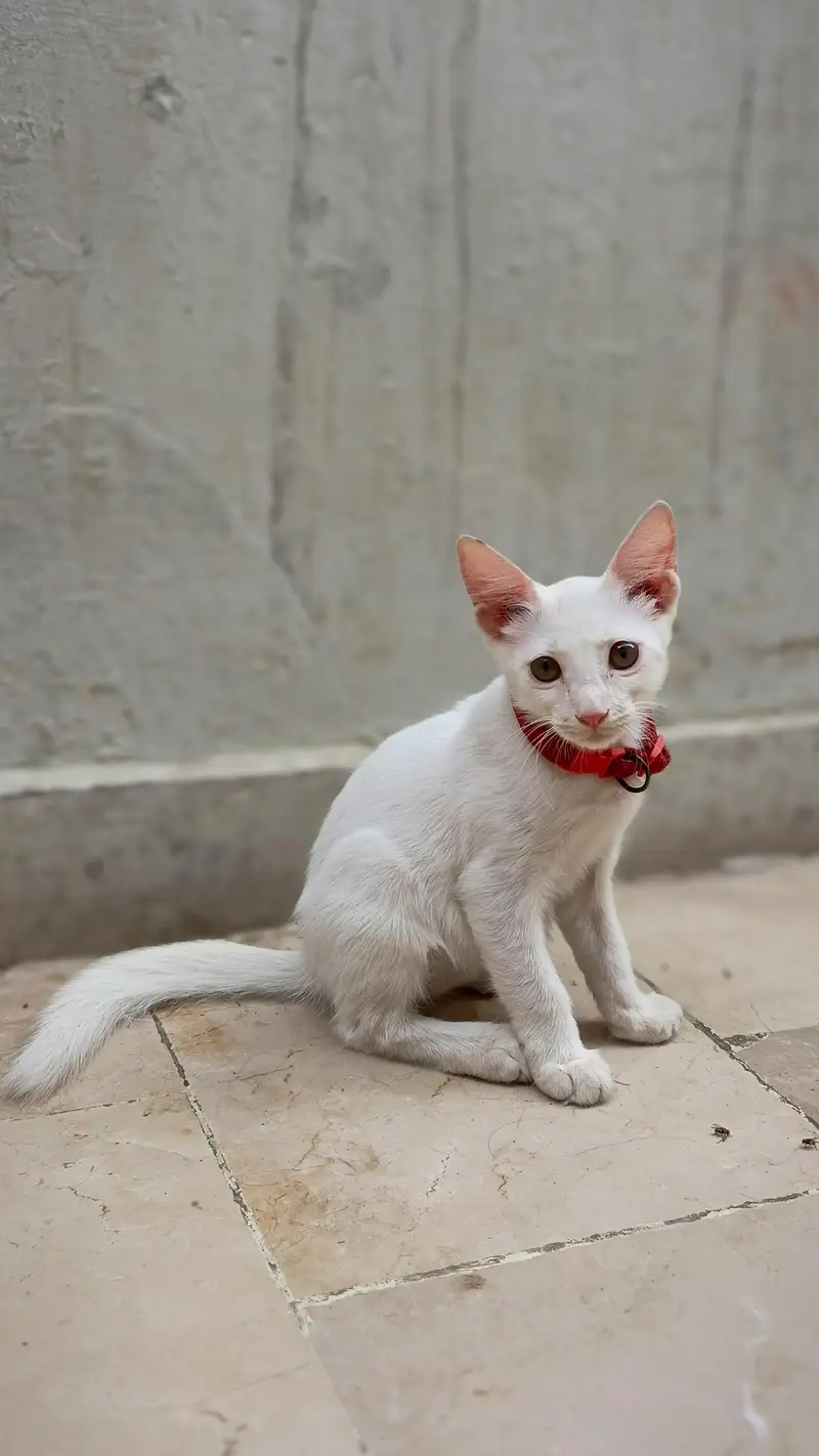 Healthy White Female Kitten for Sale — photo 4