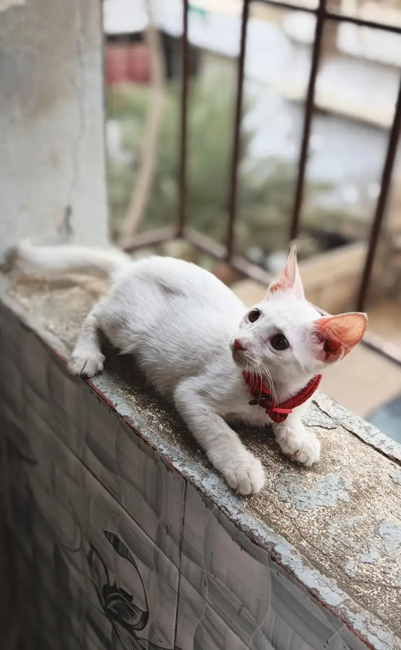 Healthy White Female Kitten for Sale — photo 5