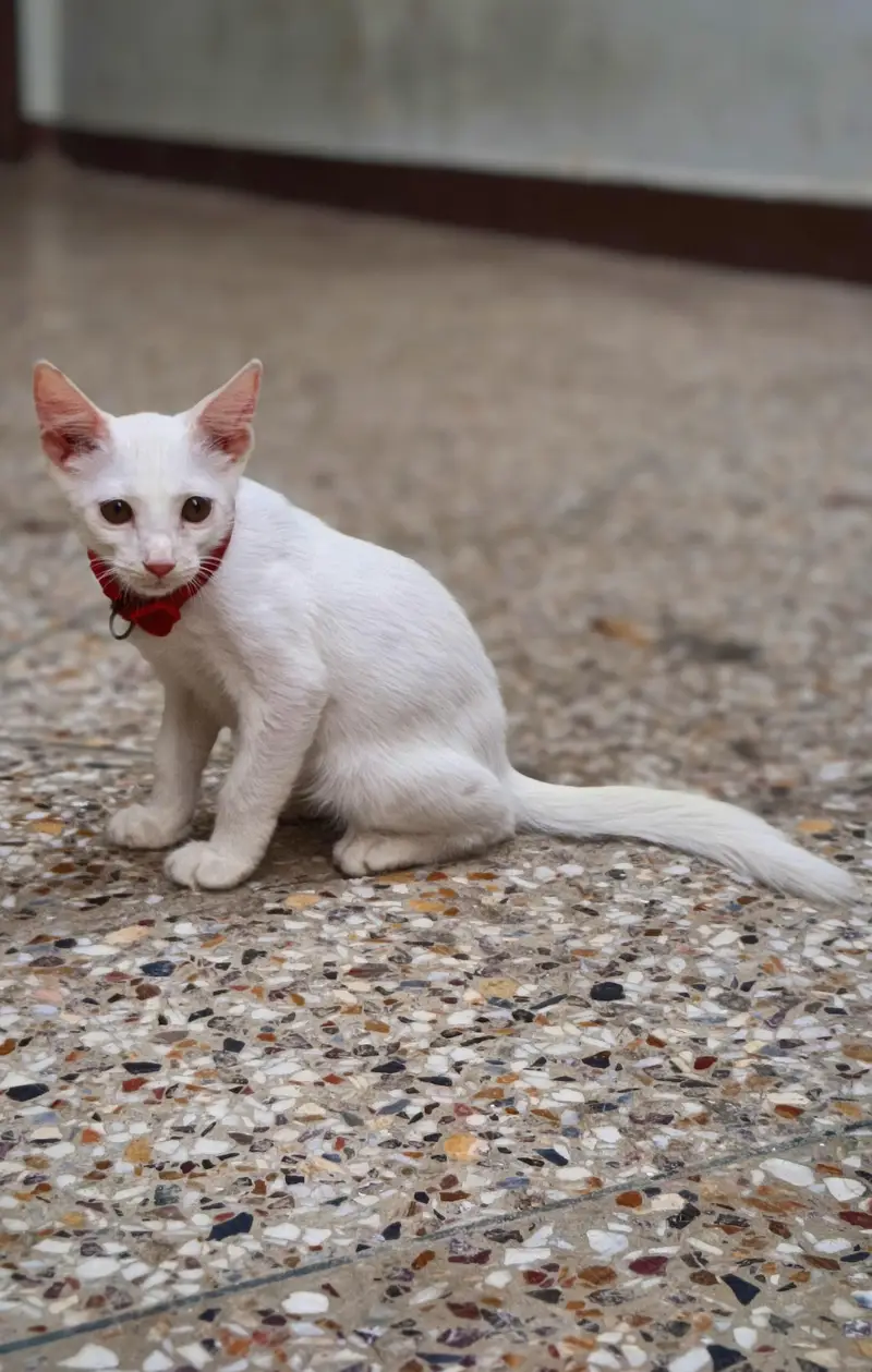 Healthy White Female Kitten for Sale — photo 6