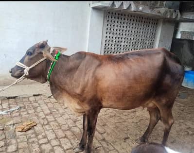 cow 1st timer  03075393493