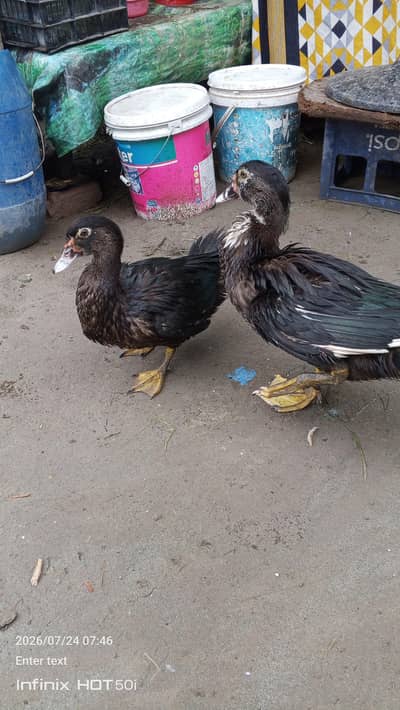 Neel sar duck 
