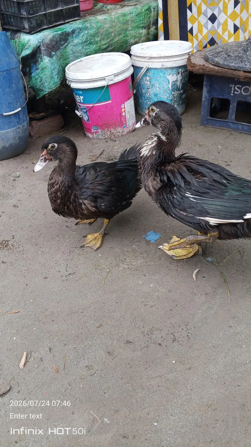 Neel sar duck 