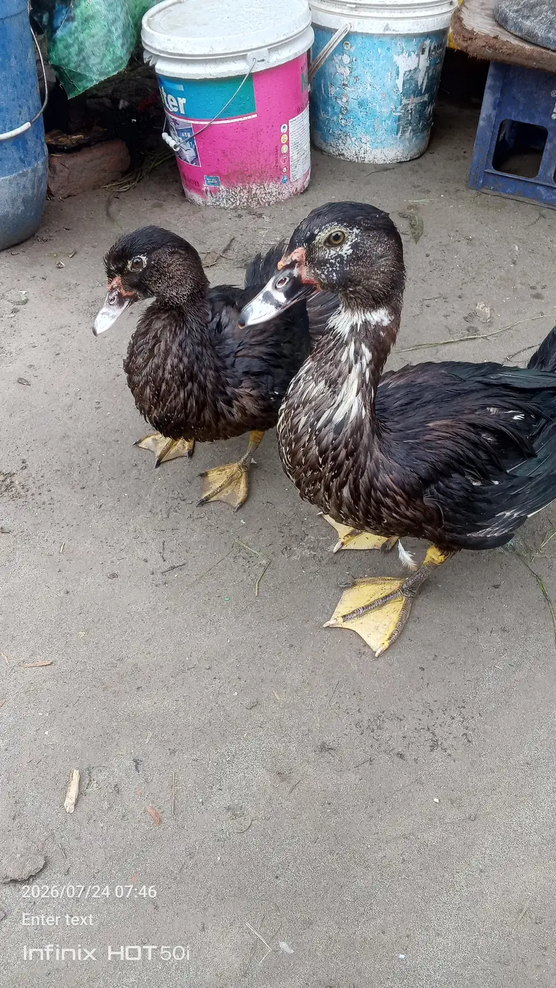 Neel sar duck  — photo 2