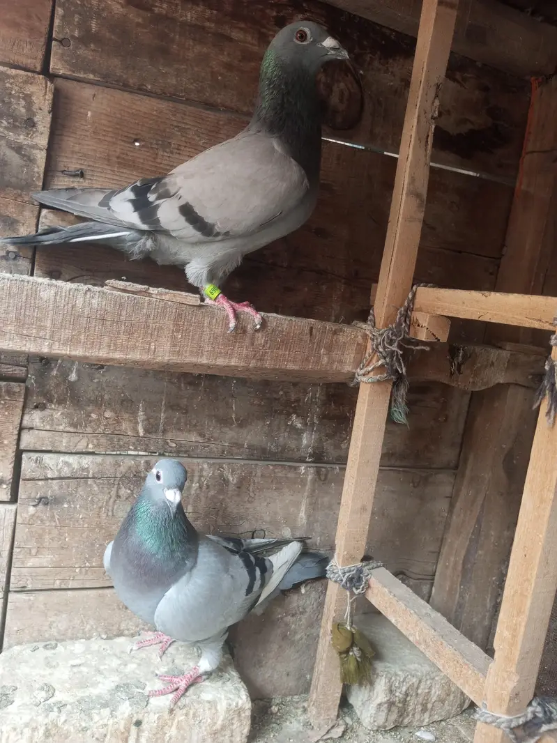ریسر کبوتر — photo 2